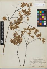 Foto von Salix geyeriana Andersson